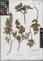 Foto von Salix hastata L.